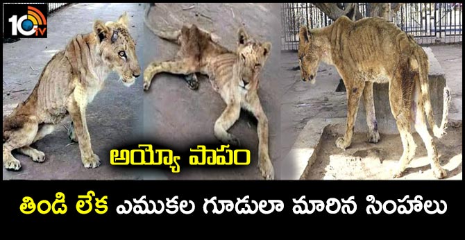 Pics of malnourished African lions at Sudan Park go viral. Online campaigns launched