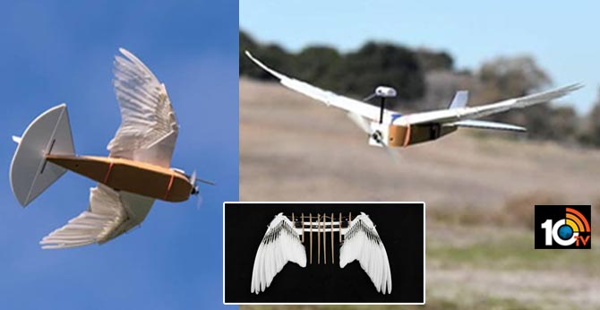 రియల్ బర్డ్ : పక్షి రెక్కలతో పైకి ఎగిరే Drone వచ్చేసింది! రియల్ బర్డ్ : పక్షి రెక్కలతో పైకి ఎగిరే Drone వచ్చేసింది!