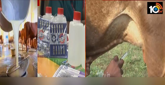 Prohibited oxytocin injections for buffaloes and cows
