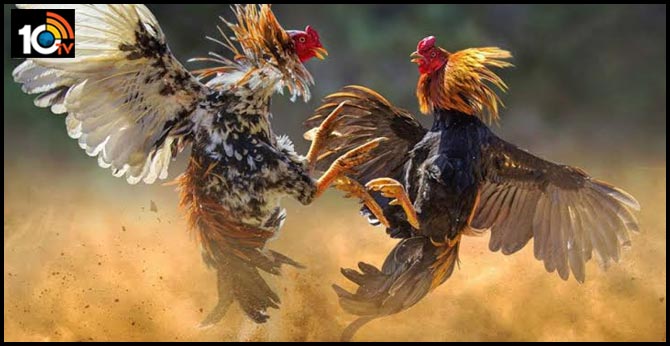 Sankranthi Festival Bhimavaram Kodi Punjulu
