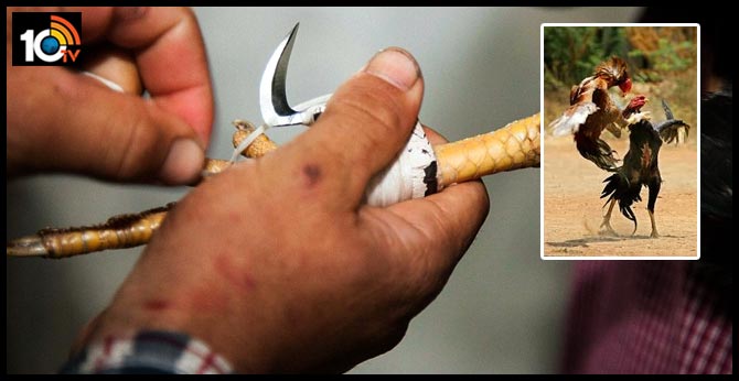 Careless over restrictions police : Swords for chickens in West Godavari District