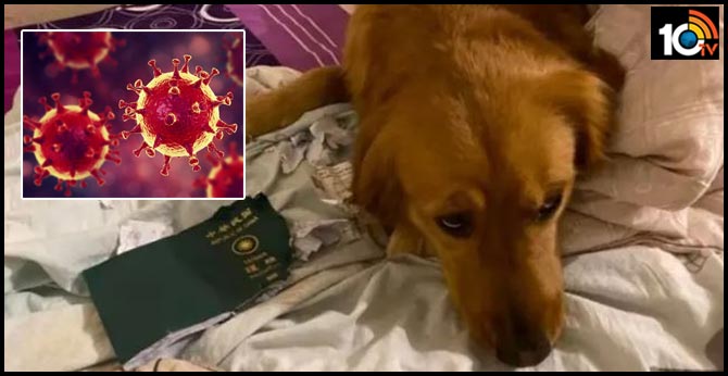 Taiwan Woman Stopped From Travelling To China Wuhan After Pet Dog Eats Her Passport