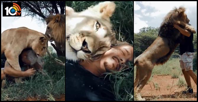 Video of man hugging and kissing pride of lions goes viral. Internet is in shock
