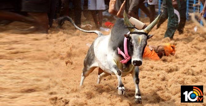 జల్లికట్టులో విషాదం..మహిళ మృతి జల్లికట్టులో విషాదం..మహిళ మృతి
