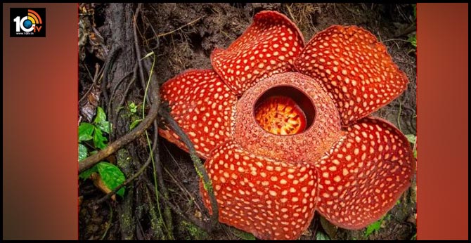 Biggest Bloom: World's Largest Flower Spotted In Indonesia