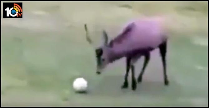 Ever seen a deer play football? Adorable video teaches life lesson and will win your heart