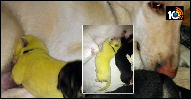 German Shepherd gives birth to lime green puppy that has been named Hulk