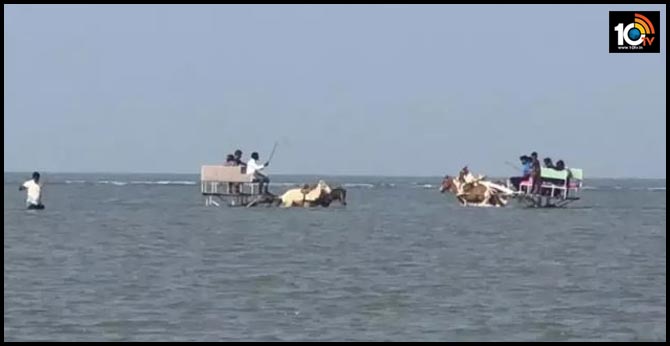 horses made to run into sea to take tourists to old fort at alibag beach in maharashtra