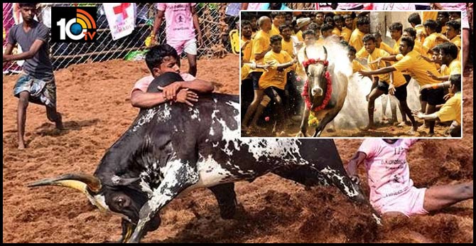 jallikattu competitions to be held from jan15 jan 31 in madurai district