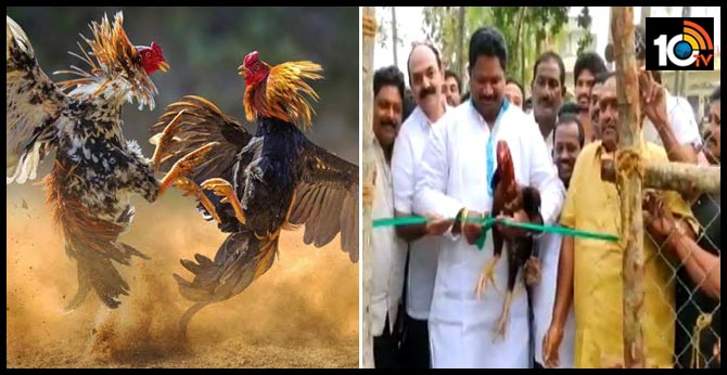chicken races starting in East Godavari district
