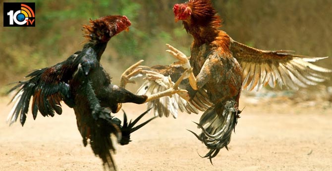 which kind of hen will win in sankranti fight