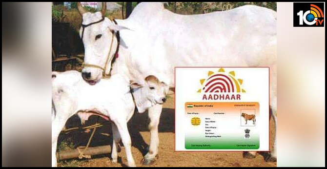 Aadhar card for cattle too