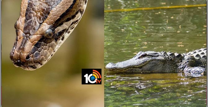 Alligator chomps down invasive Burmese python for meal