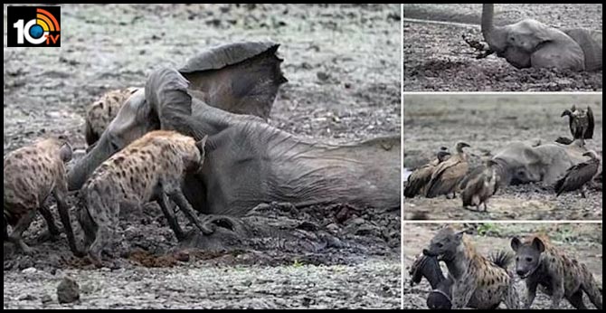 Baby Elephant Stuck In Mud Gets Eaten Alive By Hyenas As Mother Watches Helplessly