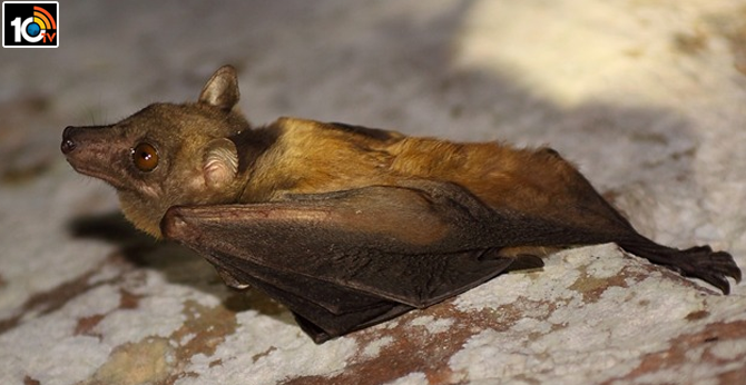 Bats’ immune defenses may be why their viruses can be so deadly to people