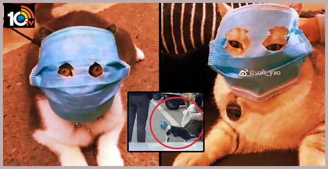 Cats And Dogs Need Face Mask Too In Wuhan
