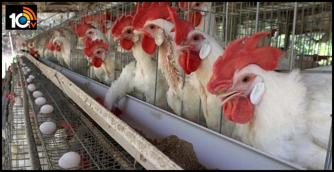 Chicken, Egg Mela in Hyderabad to Fight COVID-19 Scare