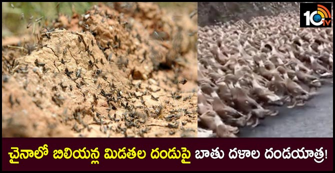 చైనాలో మిడతల దండుపై బాతు దళాల దండయాత్ర! చైనాలో మిడతల దండుపై బాతు దళాల దండయాత్ర!