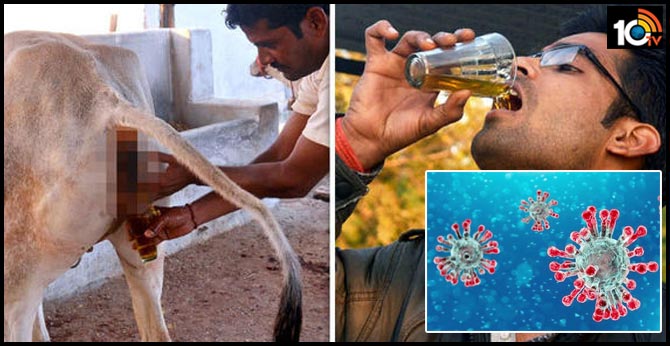 Cow Urine, Ayurveda and Sesame Oil: How Indian Health Authorities Asked Us to Counter Coronavirus
