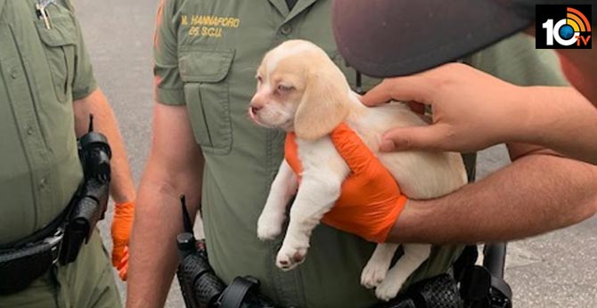 ‘Cutest accomplice’?: Puppy taken in custody with man for shoplifting
