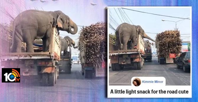 Elephants party on wheels by eating sugarcane from truck. Viral video wins Internet