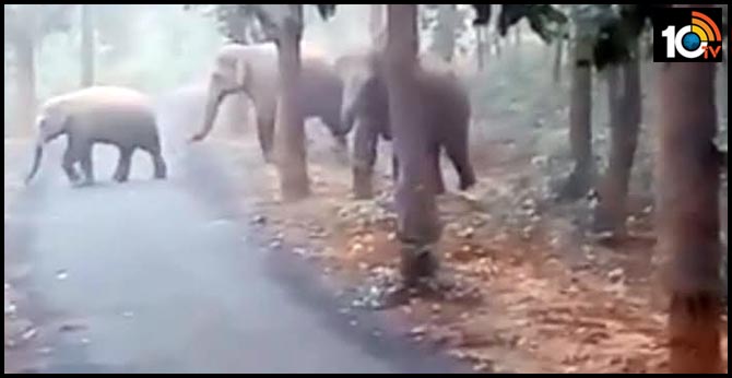 Elephants show ‘how to cross road safely’. Seen the video yet