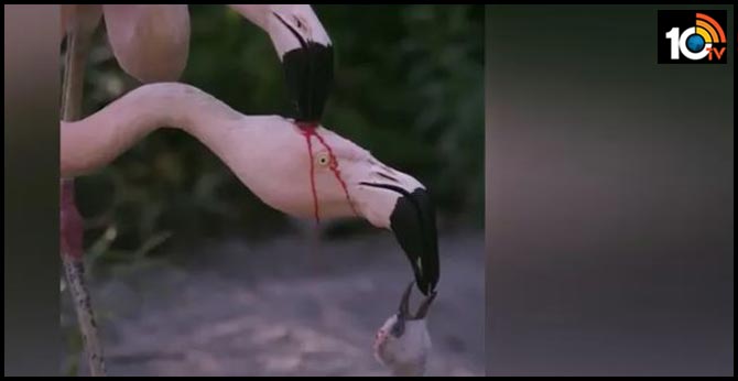 They're Not Fighting. Here's What's Happening In This Flamingo Video