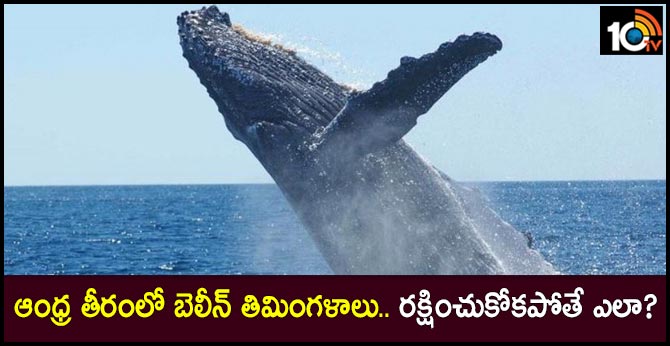 ఆంధ్ర తీరంలో బెలీన్ తిమింగళాలు.. రక్షించుకోకపోతే ఎలా? ఆంధ్ర తీరంలో బెలీన్ తిమింగళాలు.. రక్షించుకోకపోతే ఎలా?