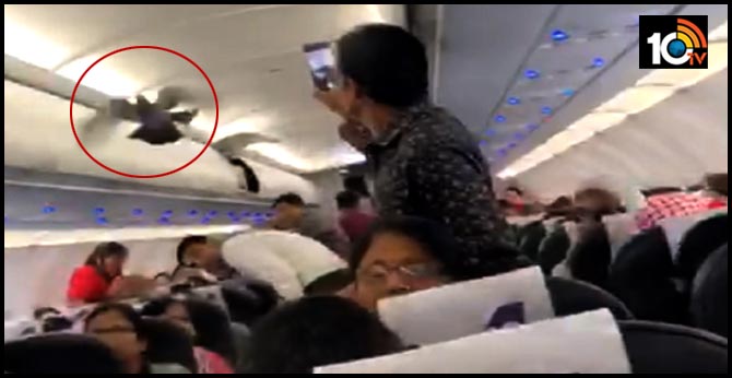 Pigeon Flies Inside Ahmedabad To Jaipur GoAir Flight.. Video Goes Viral