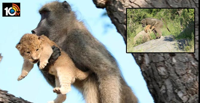 Male baboon monkey kidnaps lion cub in South africa Safari park starts frooming and caring for it