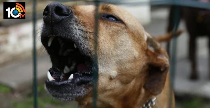 Neighbours beat up Mumbai woman over barking of pet dog. She dies of heart attack