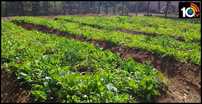 Nutri Gardens For Womens Health