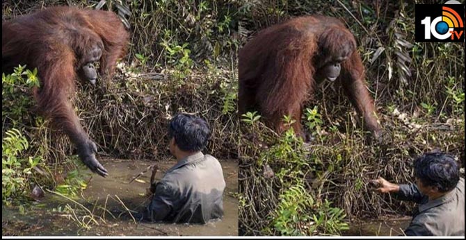 Orangutan’s helping hand for human, Keralite captures viral pic