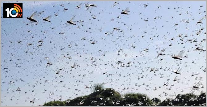 Pakistan declares national emergency to battle locusts