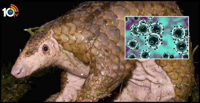 Pangolins are possible coronavirus hosts, scientists say