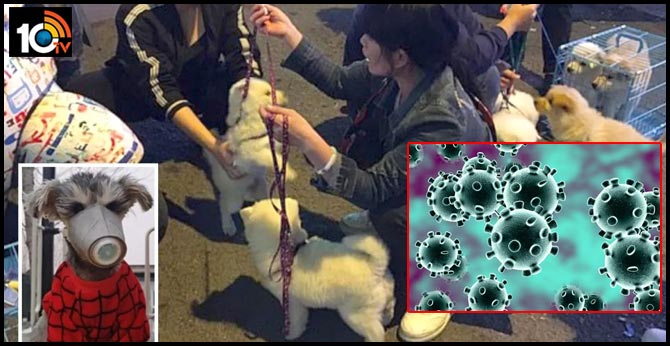 People In China Throw Out Pets From Apartments Over Coronavirus Spread Fears
