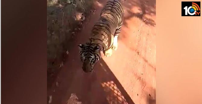 Tiger Chases Bus On Jungle Safari In Chhattisgarh. Watch Terrifying Video