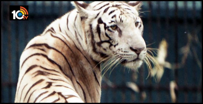 Tigers must be punished for eating cows like humans, says Goa MLA