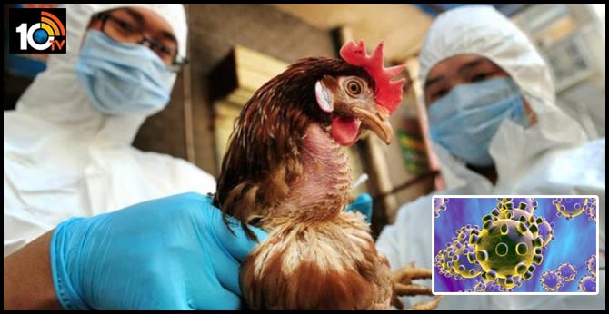 కరోనా తోపాటు…బర్డ్ ఫ్లూ వైరస్ : చైనాకు ముంచుకొచ్చిన మరో ప్రమాదం కరోనా తోపాటు…బర్డ్ ఫ్లూ వైరస్ : చైనాకు ముంచుకొచ్చిన మరో ప్రమాదం