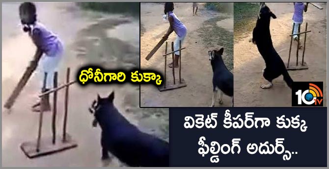 dog playing cricket with kids, calls it best fielder and Wicket-keeper