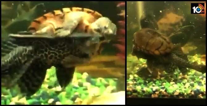 water fight: Tortoise qurreling with fish