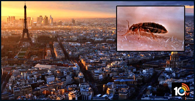 france launches anti bed bug offensive
