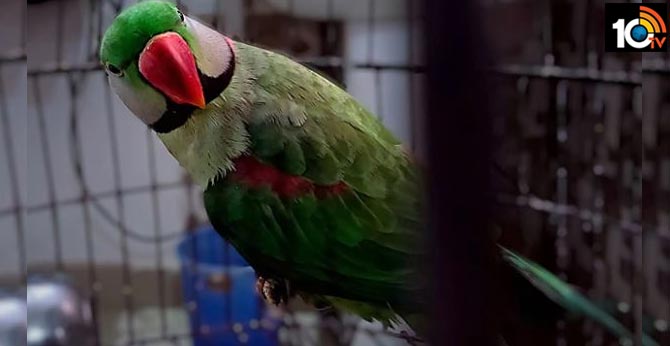 mp jabalpur female parrot laid 3 eggs after living 6 years in cage