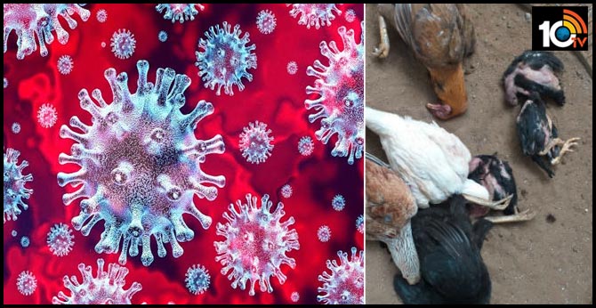 new virus in konaseema andhra pradesh