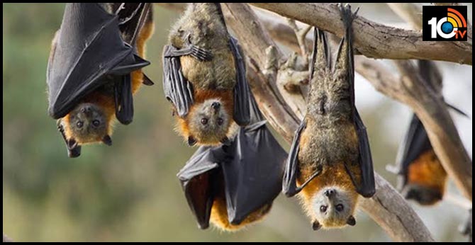 people worry about bats in mahaboob nagar collector office