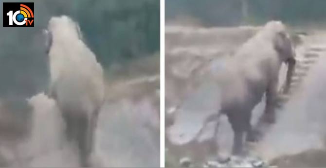 smart elephant climbing stairs goes viral