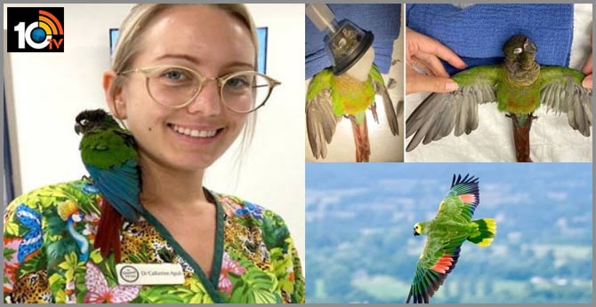 vet gives parrot new wings to fly  after someone severely trimmed them to stopit fromflying away