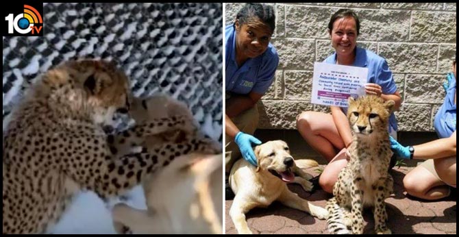 zoo a cheetah is best friends with a labrador