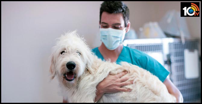Can my pet contract the virus?