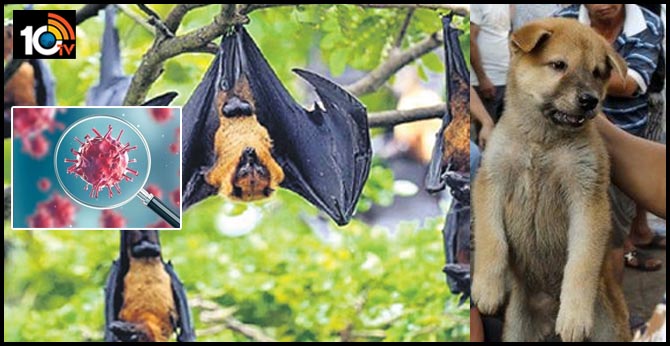 గబ్బిలాలు, కుక్కలు, పిల్లులు.. కరోనాకు అసలు కారణం చెప్పిన మాజీ క్రికెటర్ గబ్బిలాలు, కుక్కలు, పిల్లులు.. కరోనాకు అసలు కారణం చెప్పిన మాజీ క్రికెటర్